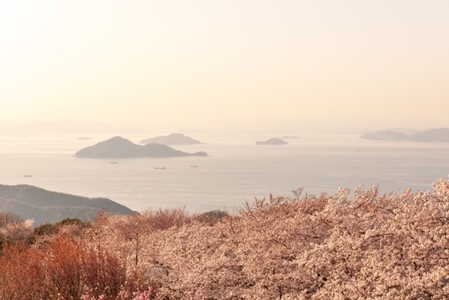 世界のメディアが認めた！日本の絶景  「三豊市紫雲出山の桜」
